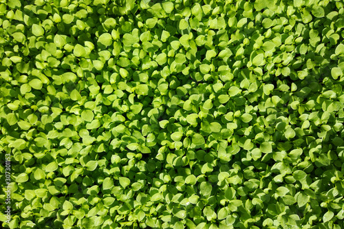 Bright green small plants background