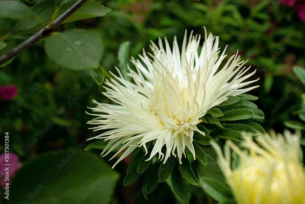 White with a yellow shade of asters illuminated by the sun among the green leaves. Light and shadow. White with a yellow shade of asters illuminated by the sun among the green leaves. Light and shadow.