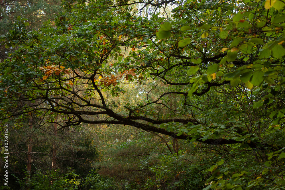 Fototapeta premium Background of green leaves and branches of forest trees and interspersed with autumn yellow oak leaves.