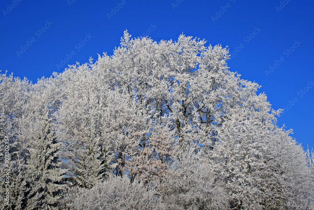Beautiful landscape with white frozen trees on the first frost in wintertime Beautiful landscape with white frozen trees on the first frost in wintertime
