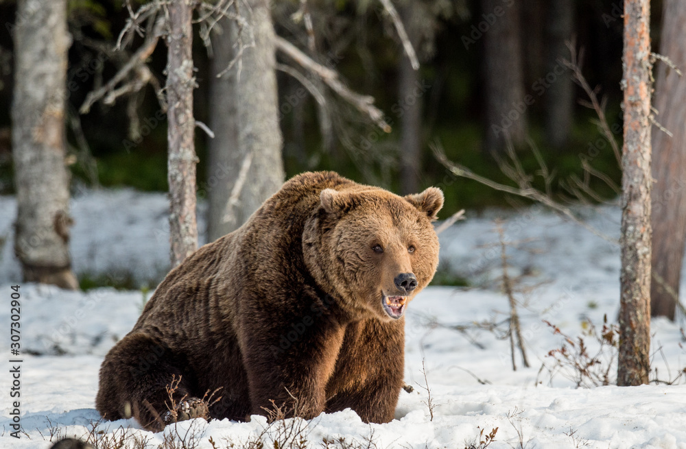 Close up portrait of adult male Brown Bear on a snow-covered swamp in the spring forest. Eurasian brown bear (Ursus arctos arctos) Close up portrait of adult male Brown Bear on a snow-covered swamp in the spring forest. Eurasian brown bear (Ursus arctos arctos)
