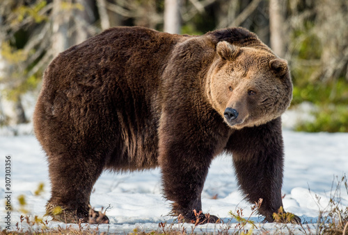 Close up portrait of adult male Brown Bear on a snow-covered swamp in the spring forest. Eurasian brown bear (Ursus arctos arctos)