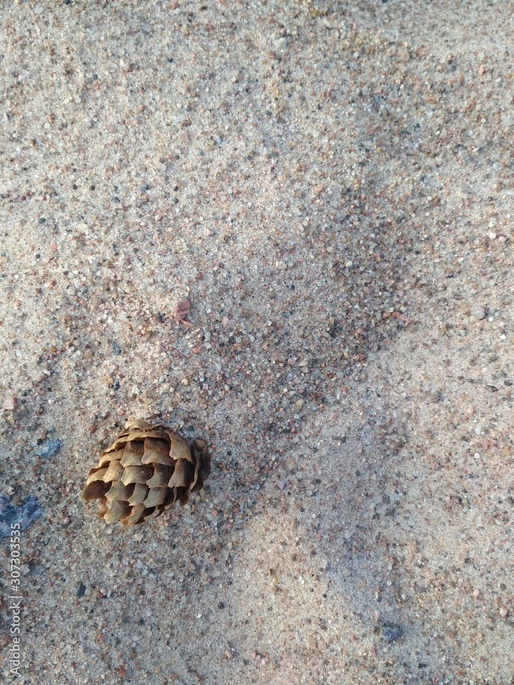 On the beach beige sand fir cone. Zelenogorsk. Russia