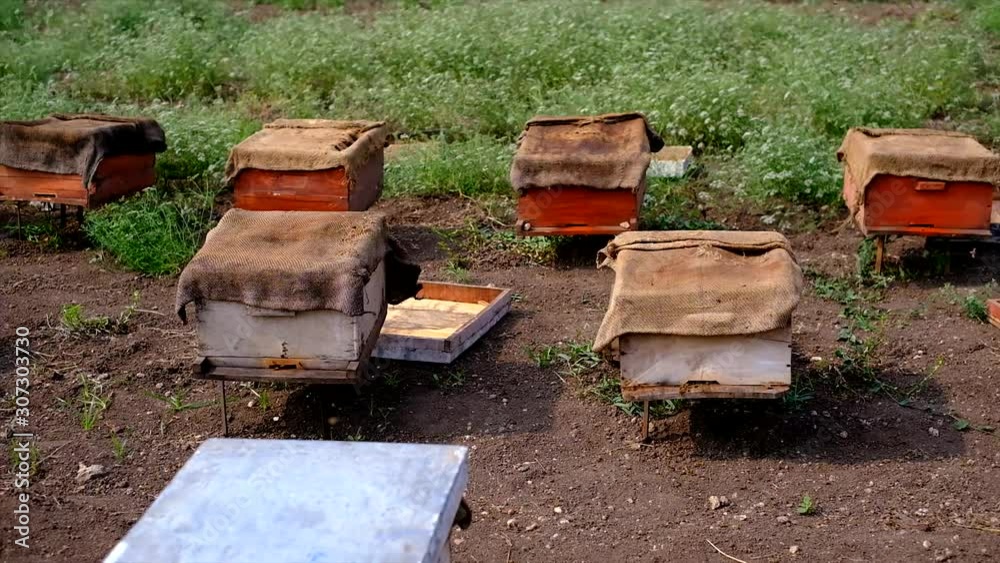 Rural farmland in the fields of wooden hives, Hives of bees in the apiary, Apiculture Rural farmland in the fields of wooden hives, Hives of bees in the apiary, Apiculture