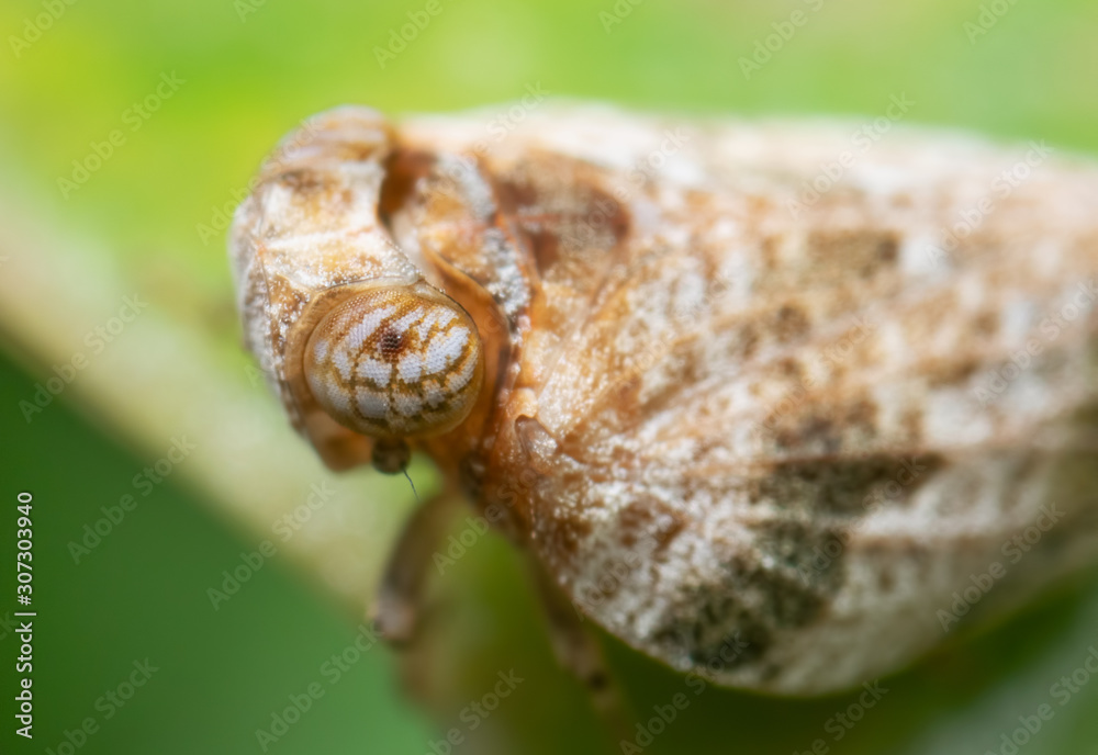 Macro Photo of Planthopper on Green Leaf , Selective Focus Macro Photo of Planthopper on Green Leaf , Selective Focus