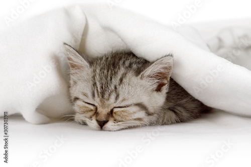Fotografie, Obraz Cute little kitten sleeping covered with blanket