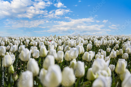 white tulip field