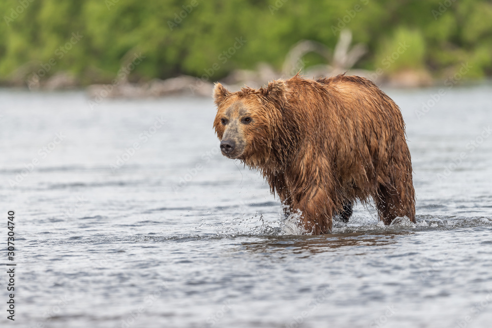 Ruling the landscape, brown bears of Kamchatka (Ursus arctos beringianus) Ruling the landscape, brown bears of Kamchatka (Ursus arctos beringianus)