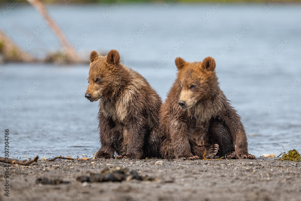 Ruling the landscape, brown bears of Kamchatka (Ursus arctos beringianus) Ruling the landscape, brown bears of Kamchatka (Ursus arctos beringianus)