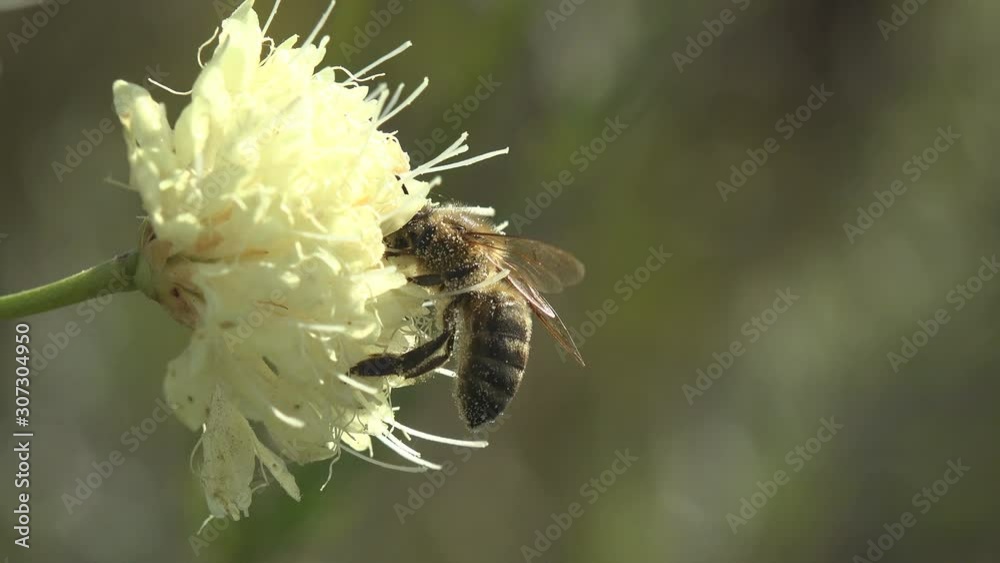 Sparmopolius fulvus Bee fly insect sitting on white flower collects nectar, macro insect in wildlife meadow