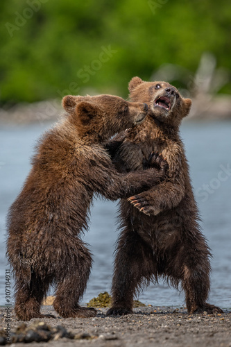 Rządząc krajobrazem, niedźwiedzie brunatne Kamczatki (Ursus arctos beringianus)