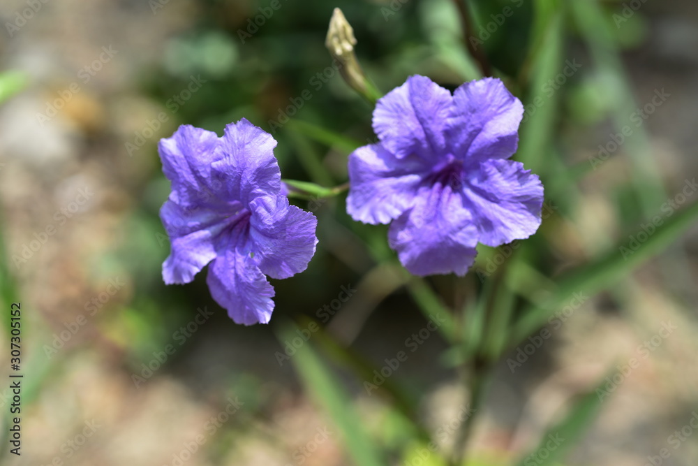 flowers in the garden Blooming in the Formal Garden. Park. Beautiful Garden flowers in the garden Blooming in the Formal Garden. Park. Beautiful Garden