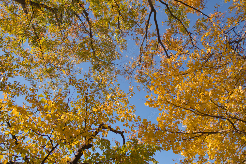 紅葉した木々 紅葉した木々