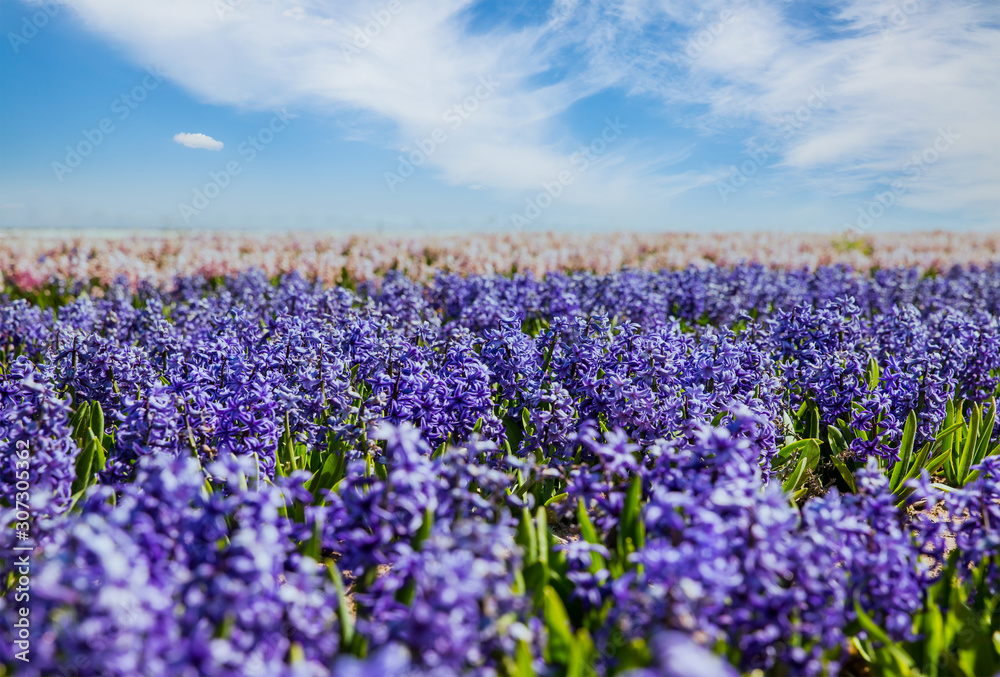 Beautiful hyacinth field. Spring flowers