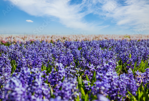 Beautiful hyacinth field. Spring flowers