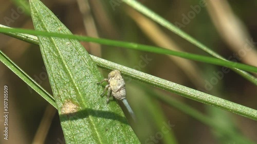 Planthopper Nymph in infraorder Fulgoromorpha, Auchenorrhyncha sitting on green leaf of grass. View Macro insect in wildlife photo