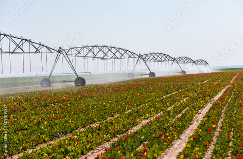 An irrigation pivot watering a flower field