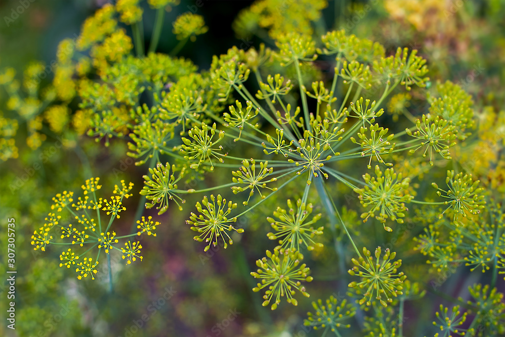 Fresh dill (Anethum graveolens) growing on the vegetable bed. Annual herb, family Apiaceae. Growing fresh herbs. Green plants in the garden, ecological agriculture for producing healthy food concept Fresh dill (Anethum graveolens) growing on the vegetable bed. Annual herb, family Apiaceae. Growing fresh herbs. Green plants in the garden, ecological agriculture for producing healthy food concept