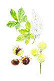 Set of nuts, leaves, flowers and branches of chestnut. Watercolor illustration isolated on white background
