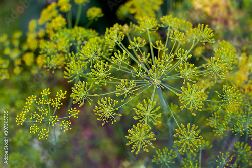 Fresh dill (Anethum graveolens) growing on the vegetable bed. Annual herb, family Apiaceae. Growing fresh herbs. Green plants in the garden, ecological agriculture for producing healthy food concept