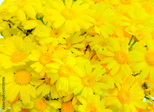 Kettle and a bouquet of yellow daisy flowers