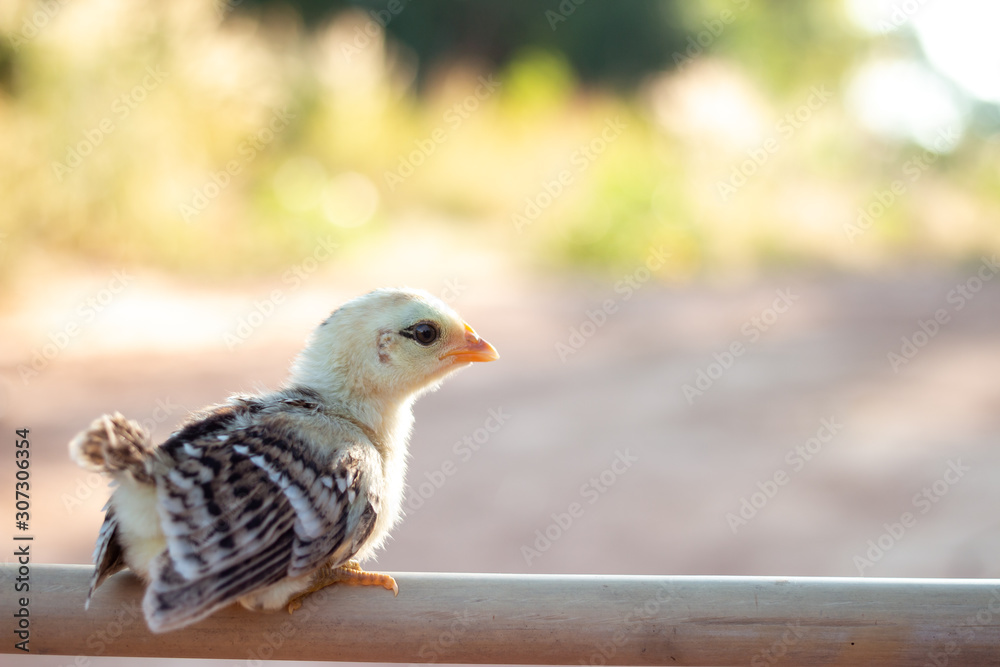 Obraz premium Cute small chicks In nature, the soft sunlight in the morning