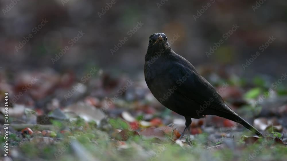 Adult Chinese blackbird, low angle view, side shot, foraging in many red fruit on the ground under clear sky in nature of the national park, northern Thailand. Adult Chinese blackbird, low angle view, side shot, foraging in many red fruit on the ground under clear sky in nature of the national park, northern Thailand.