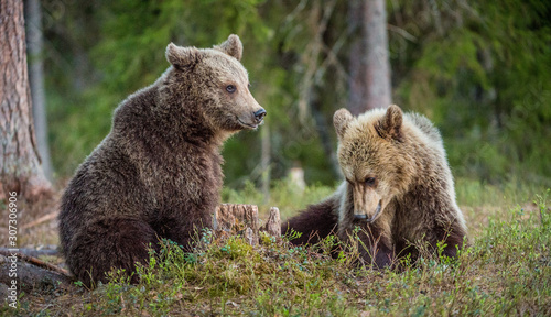 Brown Bears ( Ursus Arctos ) in the summer forest.