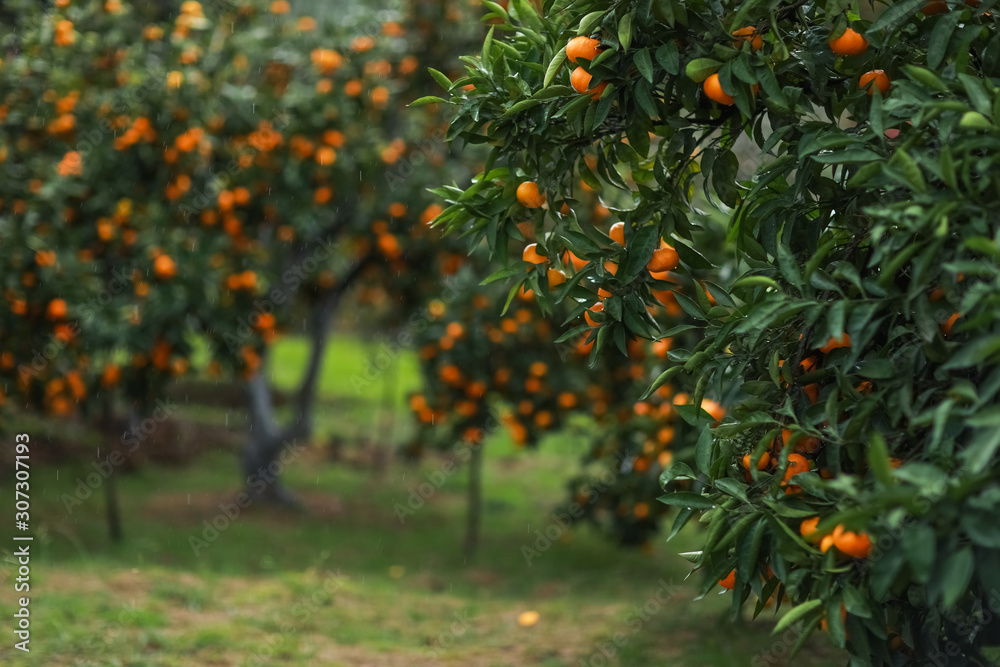 Garden with tangerine trees during harvest in the period before harvest Garden with tangerine trees during harvest in the period before harvest