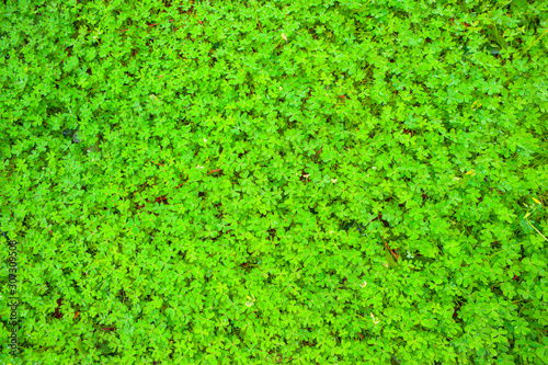Background of green leaf clover