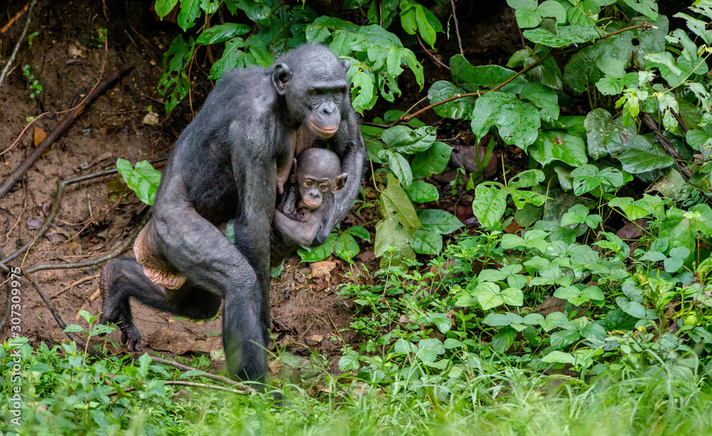 Obraz premium Close up Portrait of Bonobo Cub on the mother in natural habitat. Green natural background