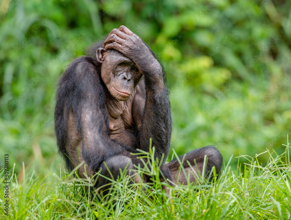 Adult male of Bonobo on the Green natural background in natural habitat. The Bonobo ( Pan paniscus), called the pygmy chimpanzee. Democratic Republic of Congo. Africa Adult male of Bonobo on the Green natural background in natural habitat. The Bonobo ( Pan paniscus), called the pygmy chimpanzee. Democratic Republic of Congo. Africa