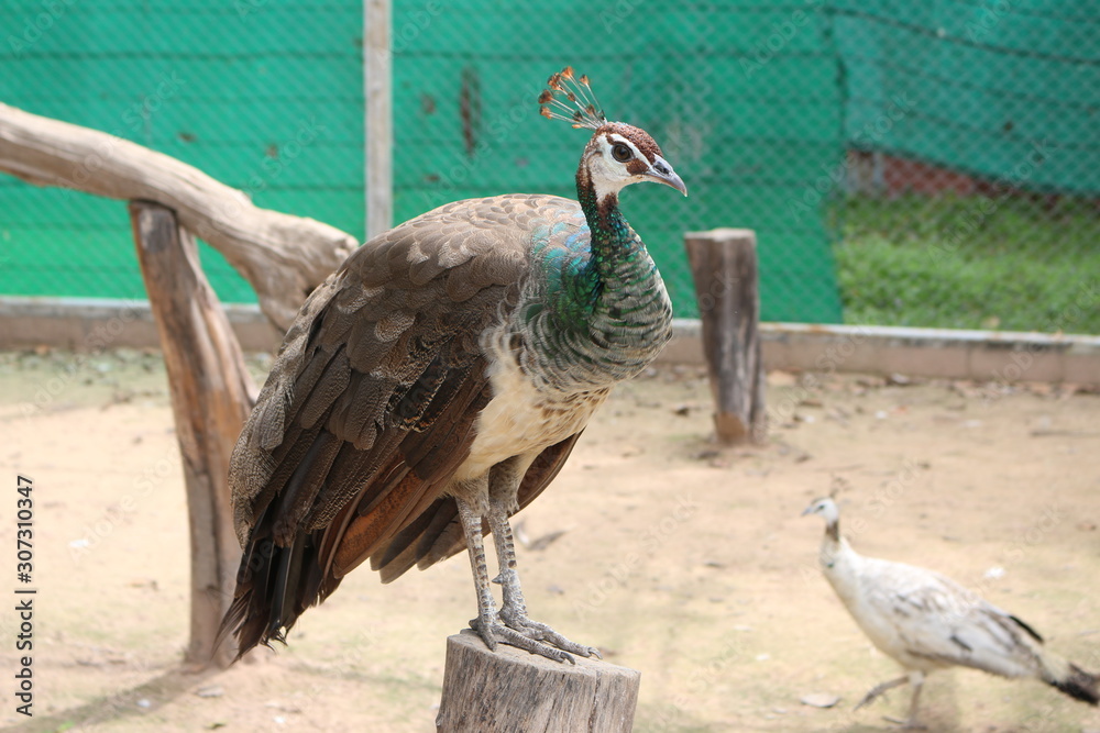 Fototapeta premium The peacock in the cage lacks freedom. Captured in the zoo