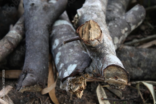 Pieces of logs