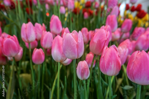 Pink tulip dynasty in the garden