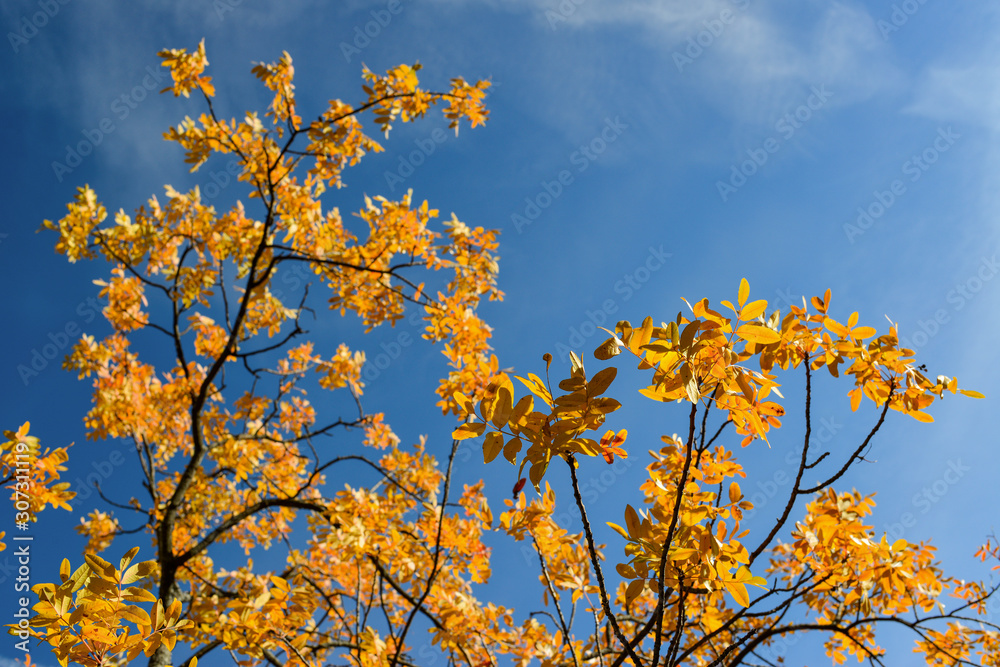 Fototapeta premium Couleurs d'automne