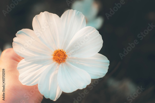 Cosmos flowers background in vintage style