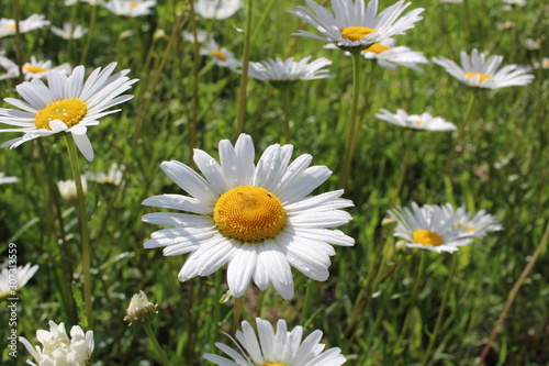 bright flowers daisies fresh green vegetation in the Park on the lawn in summer