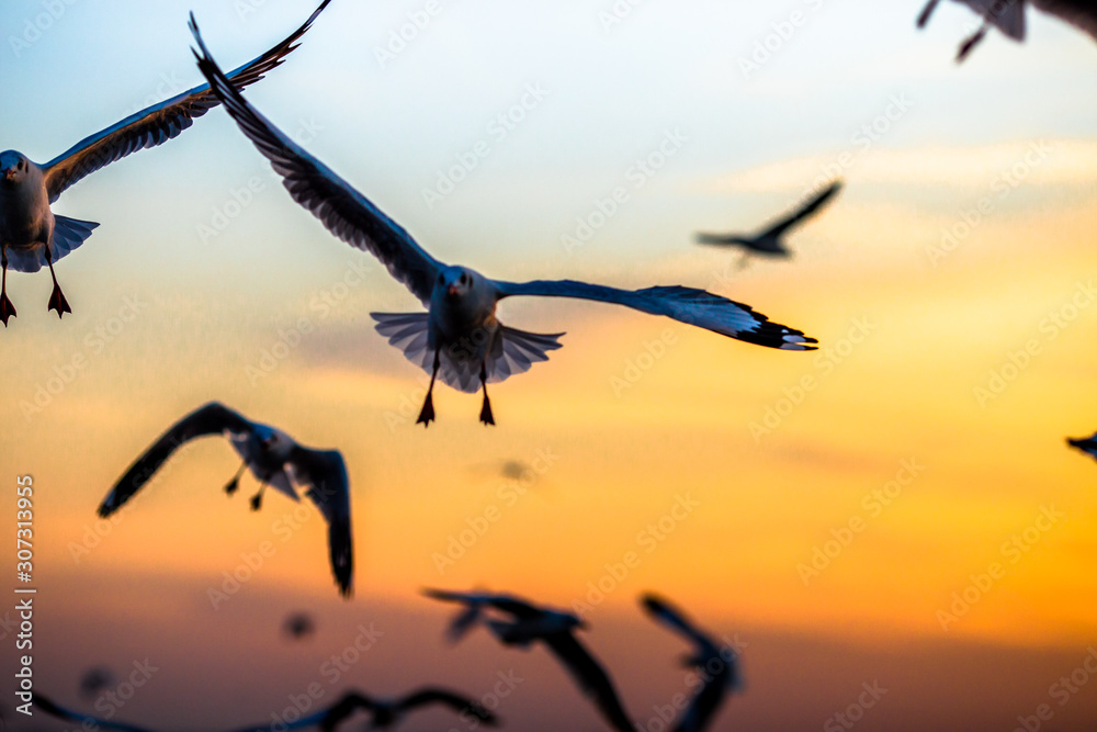 Naklejka premium The blurred abstract background of the seagulls flying with the twilight light in the evening, and a multitude of birds on the branch while watching the evening.