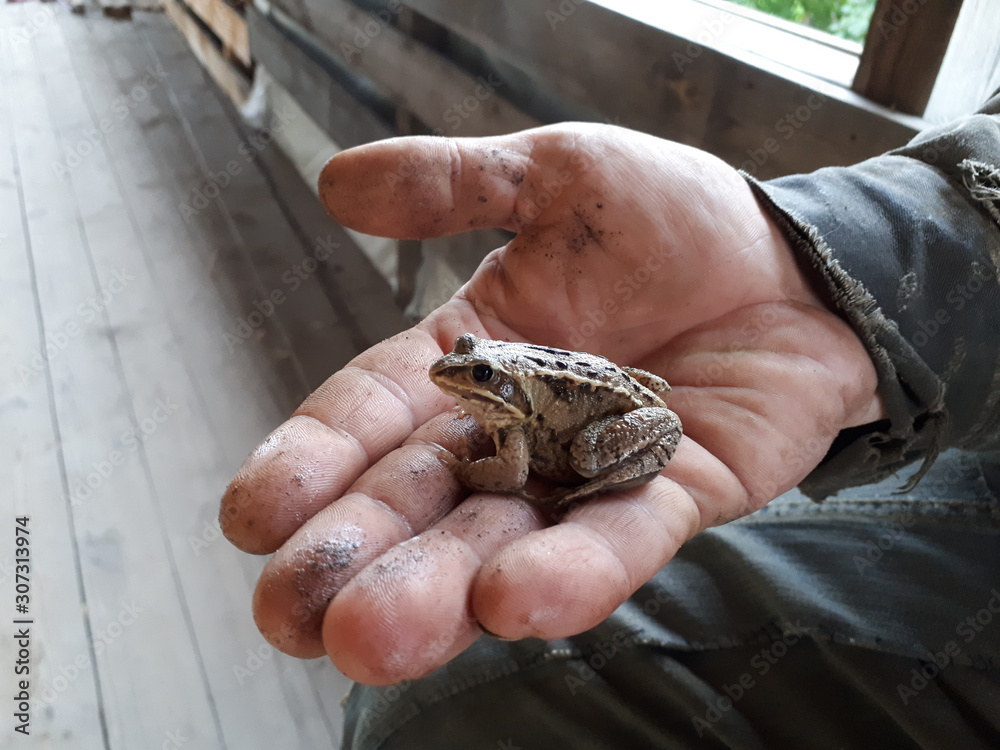 frog in the hand frog in the hand