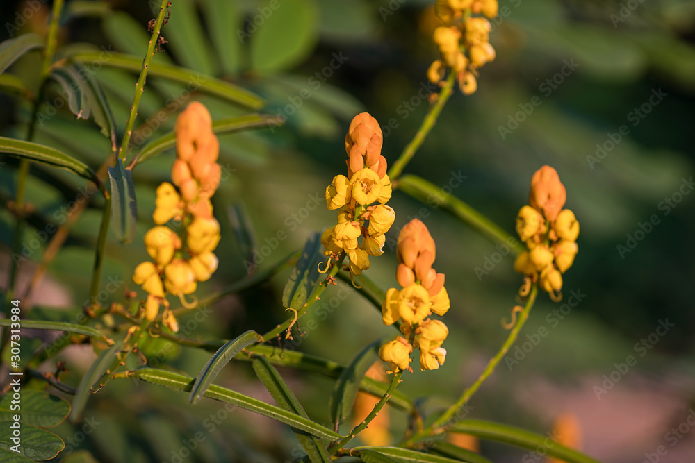 Candle bush flowers in the plantation . Beautiful Senna alata plant.Also known as emperor's candlesticks,candle bush. candle bush flower or ringworm bush in the forest with nature blurry background. Candle bush flowers in the plantation . Beautiful Senna alata plant.Also known as emperor's candlesticks,candle bush. candle bush flower or ringworm bush in the forest with nature blurry background.