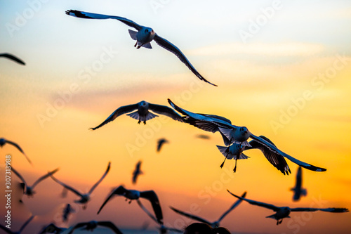 The blurred abstract background of the seagulls flying with the twilight light in the evening, and a multitude of birds on the branch while watching the evening.