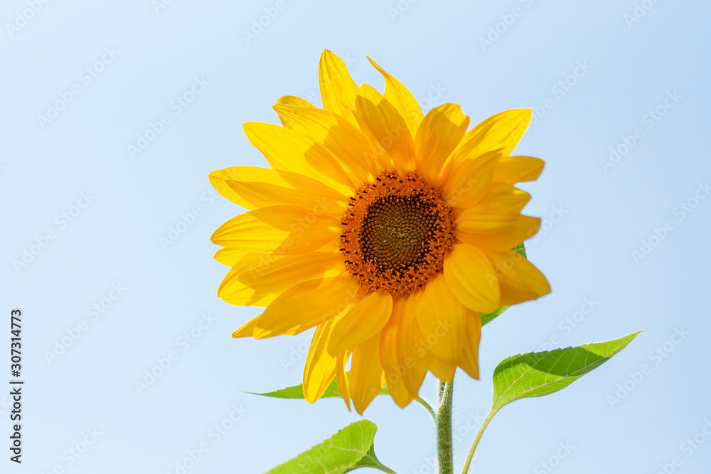 Blooming sunflower against the blue sky. Close-up Blooming sunflower against the blue sky. Close-up