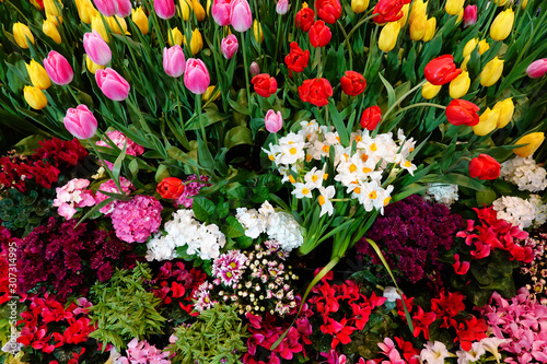 Fototapeta Naklejka Na Ścianę i Meble -  Many beautiful tulips and flowers are decorative flowers.