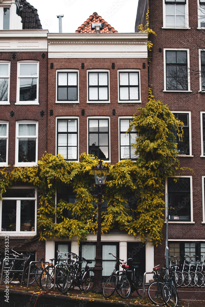 Fototapeta premium Building covered in vine