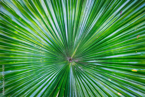 Tropical green leaves background. Summer concept.