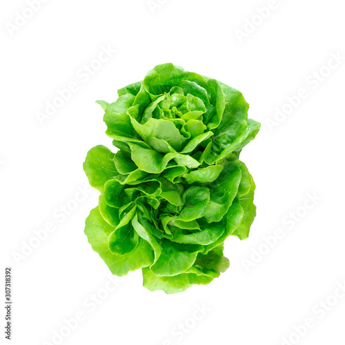 green butter head lettuce vegetable