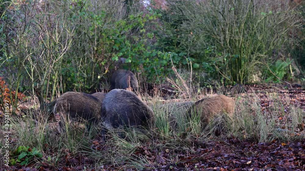 Wild boar family search feed in the forest, autumn, (sus scrofa), germany