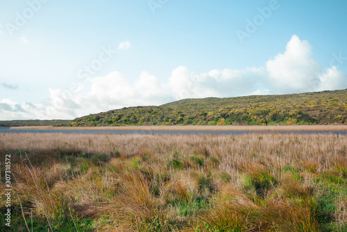 large reed field  low hills  bushes and river with clear blue sky in Australia