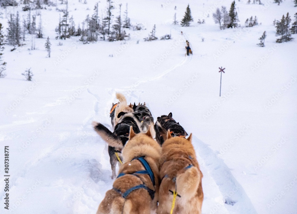 Dog sledding in Jamtland, Sweden